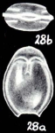 Fissurina hadleyi McCulloch, 1981
