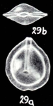 Fissurina planimarginata McCulloch, 1981