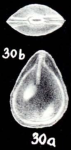 Fissurina caledoniana McCulloch, 1981