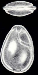 Fissurina margaritiana McCulloch, 1981