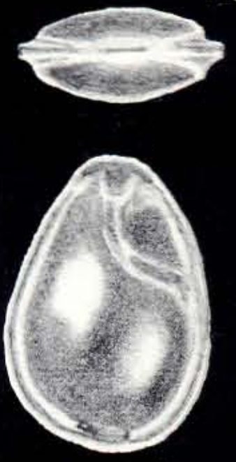 Fissurina margaritiana McCulloch, 1981