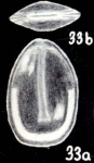 Fissurina semicontinua McCulloch, 1981