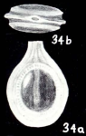 Lagenosolenia fimbriata McCulloch, 1981
