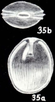 Fissurina laukkaneni McCulloch, 1981