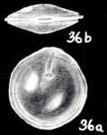 Fissurina orbitiformis McCulloch, 1981