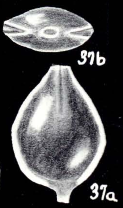 Fissurina galeroensis McCulloch, 1981 Fissurina galeroensis McCulloch, 1981