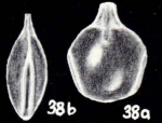 Lagenosolenia auriculatiformis McCulloch, 1981