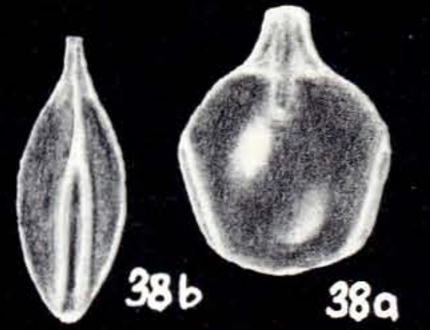 Lagenosolenia auriculatiformis McCulloch, 1981 Lagenosolenia auriculatiformis McCulloch, 1981