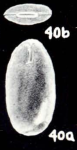 Fissurina cochensis McCulloch, 1981