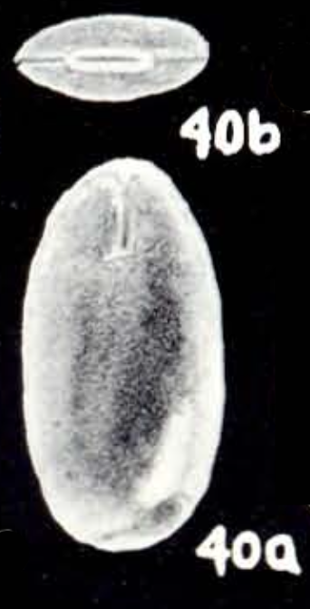 Fissurina cochensis McCulloch, 1981 Fissurina cochensis McCulloch, 1981