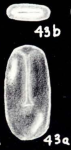 Fissurina normani McCulloch, 1981
