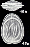 Fissurina fusiformis McCulloch, 1981
