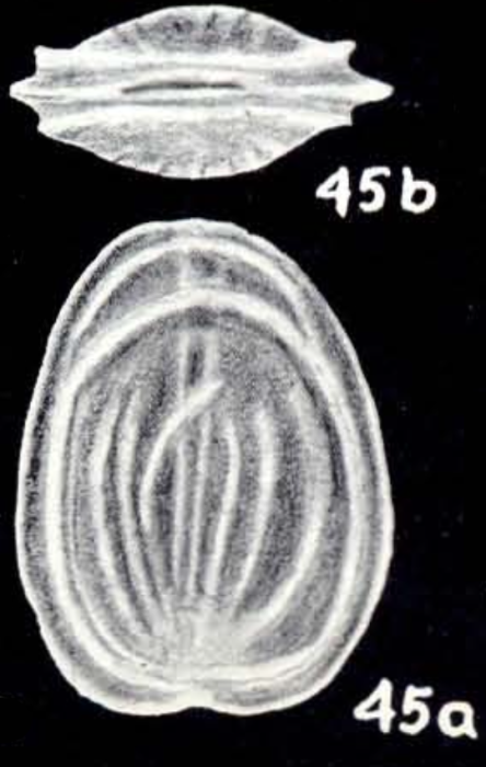 Fissurina fusiformis McCulloch, 1981 Fissurina fusiformis McCulloch, 1981