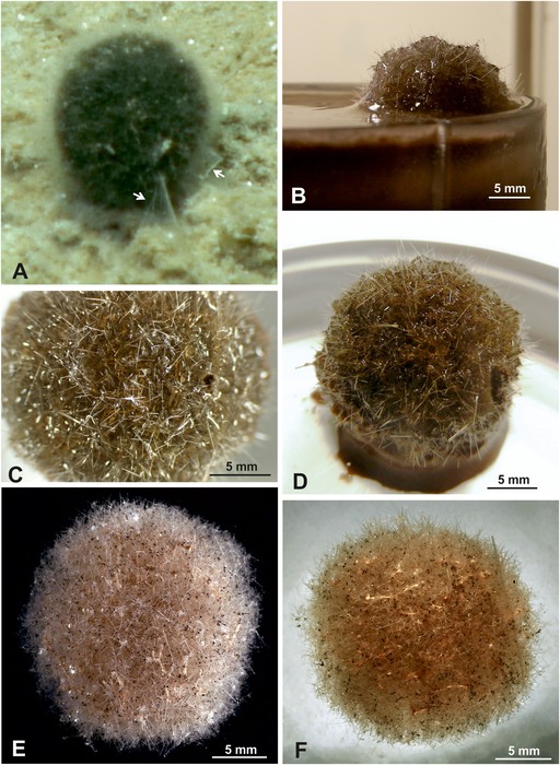 Abyssalia sphaerica Gooday & Holzmann, 2020 Abyssalia sphaerica Gooday & Holzmann, 2020
