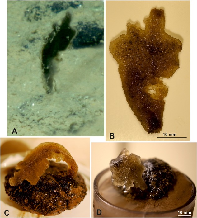 Abyssalia foliformis Gooday & Holzmann, 2020 Abyssalia foliformis Gooday & Holzmann, 2020