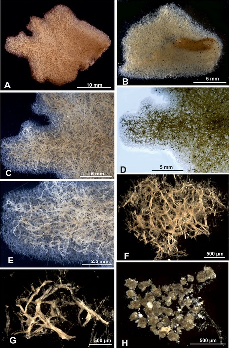 Abyssalia foliformis Gooday & Holzmann, 2020 Abyssalia foliformis Gooday & Holzmann, 2020