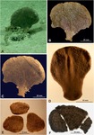 Moanammina semicircularis Gooday & Holzmann in Gooday et al., 2020