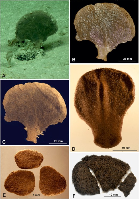 Moanammina semicircularis Gooday & Holzmann in Gooday et al., 2020 Moanammina semicircularis Gooday & Holzmann in Gooday et al., 2020