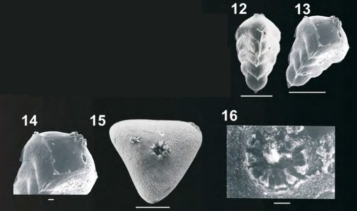 Acostinella sahaii Sarkar & Gupta, 2008 Acostinella sahaii Sarkar & Gupta, 2008
