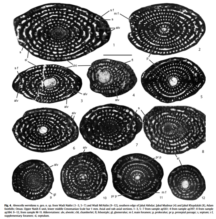Alveocella wernliana Piuz, Meister & Vicedo, 2014 Alveocella wernliana Piuz, Meister & Vicedo, 2014