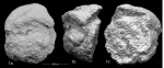 Ammogloborotaloides truncatulinoidiformis Kaminski & Contreras, 2011