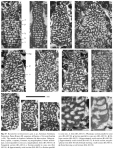 Barattolites trentinarensis Vecchio & Hottinger, 2007