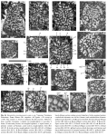 Barattolites trentinarensis Vecchio & Hottinger, 2007