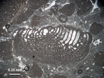 Banatia aninensis Schlagintweit & Bucur, 2017 Holotype