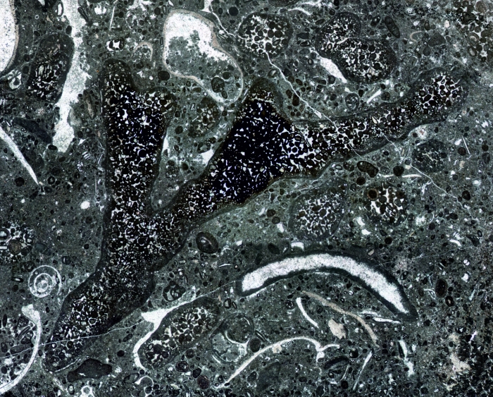 Bispiraloconulus serbicus Schlagintweit, Bucur & Sudar, 2019 Holotype Bispiraloconulus serbicus Schlagintweit, Bucur & Sudar, 2019 Holotype