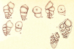 Siphotextularia minima Neagu, 1962