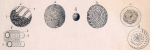 Alveolina meandrina Carter, 1861