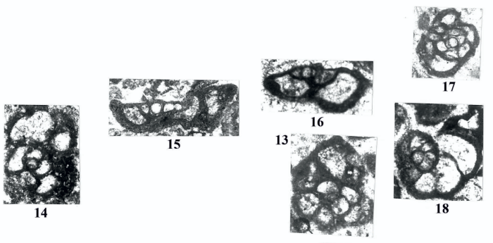Caldagina paleocenica Sirel, 2018