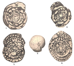 Borelis cardenasensis Barker & Grimsdale, 1937