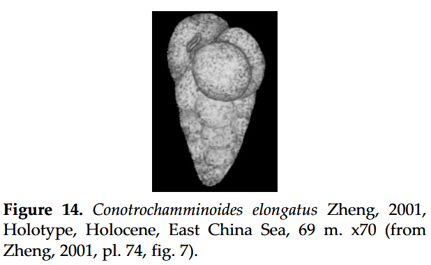 Conotrochamminoides elongatus Zheng & Fu, 2001 Conotrochamminoides elongatus Zheng & Fu, 2001