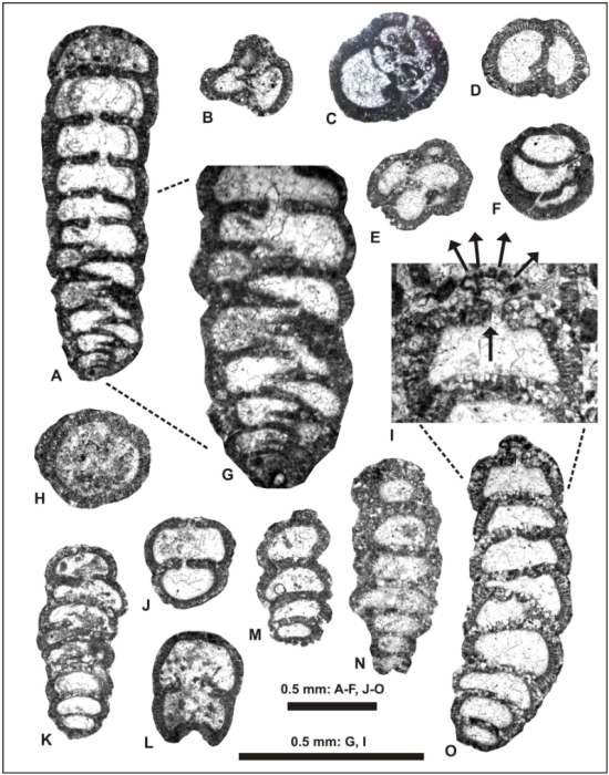 Cretaciclavulina gusici Schlagintweit & Cvetko Tešović, 2016 Cretaciclavulina gusici Schlagintweit & Cvetko Tešović, 2016