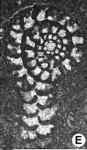 Cuneospirella samnitica Cherchi, Schroeder & Ruberti, 2009 holotype