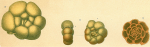 Trochammina coronata Brady, 1879