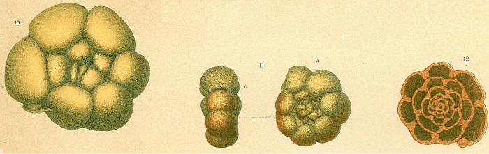 Trochammina coronata Brady, 1879 Trochammina coronata Brady, 1879