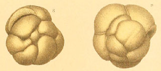 Trochammina conglobata Brady, 1884 Trochammina conglobata Brady, 1884