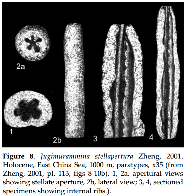 Jugimurammina stellapertura Zheng, 2001