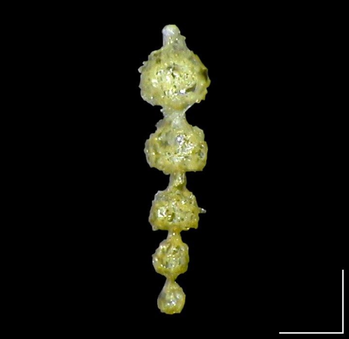 Lituola (Reophax) guttifera Brady, 1881 Lectotype