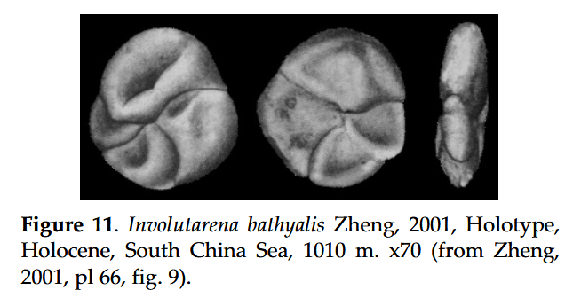 Involutarena bathyalis Zheng, 2001 Involutarena bathyalis Zheng, 2001