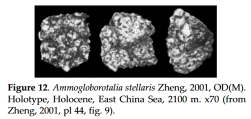 Ammogloborotalia stellaris Zheng, 2001, author: Le Coze, Franis