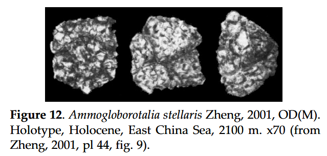 Ammogloborotalia stellaris Zheng, 2001