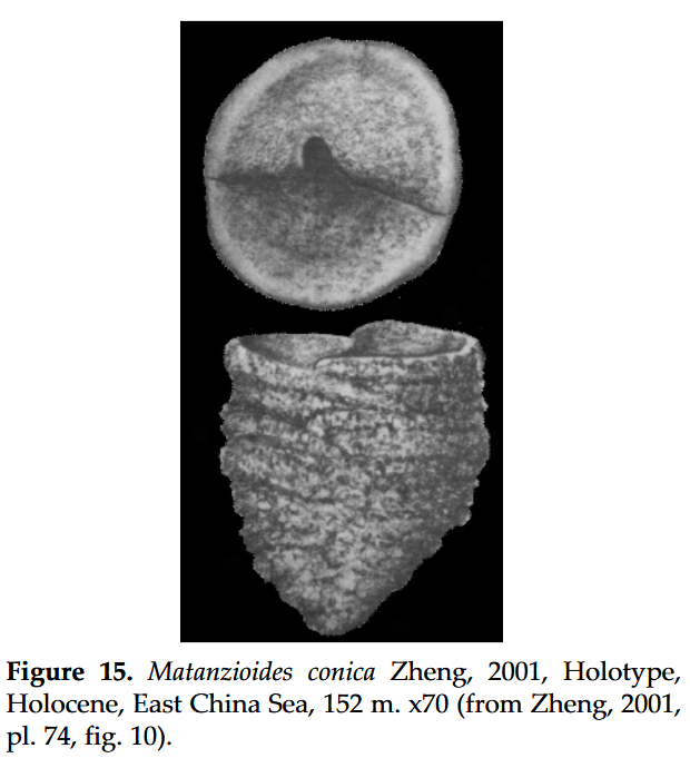 Matanzioides conica Zheng, 2001