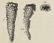 Rhabdammina elliptica Deecke, 1884, author: Le Coze, François