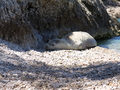 Monachus monachus