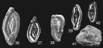 Duoplanum leve Copestake & Johnson, 2014