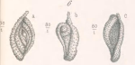 Spiroloculina aspera Terquem & Berthelin, 1875