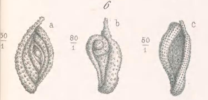 Spiroloculina aspera Terquem &amp; Berthelin, 1875